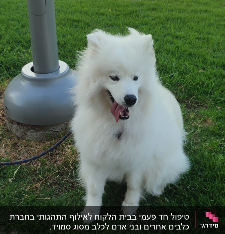 כלב לבן יושב על דשא ליד עמוד תאורה